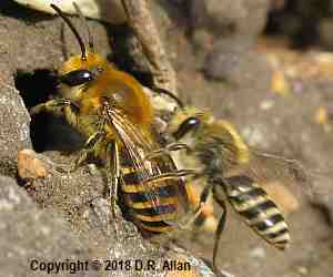 image: Ivy Bees. Link to Bees and Wasps