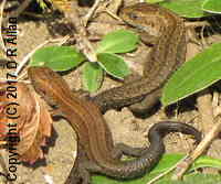 image: Common Lizard. Link to Amphibians & Reptiles Gallery
