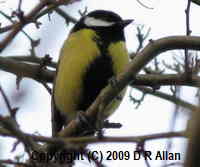 image: Great Tit. Link to Bird Gallery