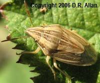 image: Bishops Mitre. Link to Bug Gallery