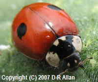 image: 2-spot Ladybird. Link to Beetles