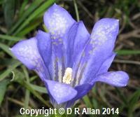 image: Marsh Gentian. Link to Wild Flower Gallery