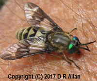image: Chrysops relictus. Link to Fly Gallery