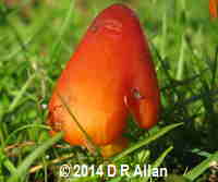 image: Hygrocybe conica. Link to Fungi Gallery