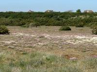 image: Browndown SSSI, link to Contents page of Debs Web