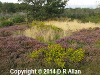 image: heathland. Link to Habitats Gallery