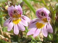 eyebright image: Link to Mixed plant species (some insects)