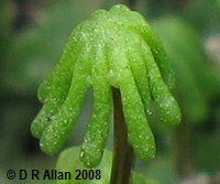 Marchantia polymorpha image: Link to Lower Plants Gallery