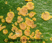 image: Phycopeltis arundinacea Link to Lower Plants Gallery