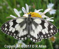 image: Marbled White. Link to Butterfly Gallery
