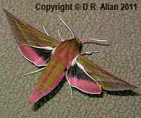 Elephant Hawk-moth image: Link to Moth Gallery
