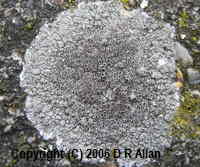Image: Lecanora campestris subsp. campestris. Link to Lichens Gallery