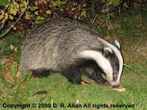 image: Badger. Link to Mammal Gallery