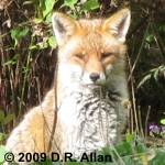 Fox image: Link to Garden Gallery