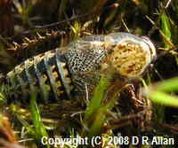 Lesser Cockroach image: Link to Miscellaneous Fauna page