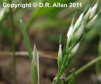 Early Hair-grass image: Link to Wild Flowers (Monocots) Gallery