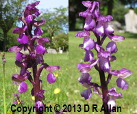 Green-winged Orchid image: Link to Wild Plants (Monocots) Gallery