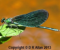 image: Calopteryx virgo. Link to Dragonflies & Damselflies Gallery