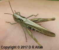 image: Common Field Grasshopper. Link to Grasshoppers & Allies Gallery
