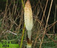 image: Great Horsetail. Link to Ferns & Allies (Pteridophytes) Gallery