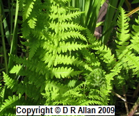 image: Marsh Fern: Link to Ferns & Allies Gallery