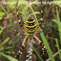 Wasp Spider image: Link to Spider Gallery