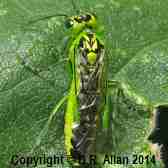 sawfly image: Link to Sawfly Gallery