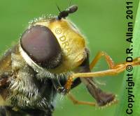 image: Leucozona glaucia. Link to Hoverfly Gallery