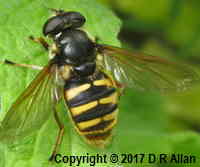 image: Sericomyia silentis. Link to Hoverfly Gallery