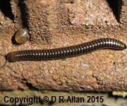 image: a millipede. Link to Centipedes and Millipedes Gallery
